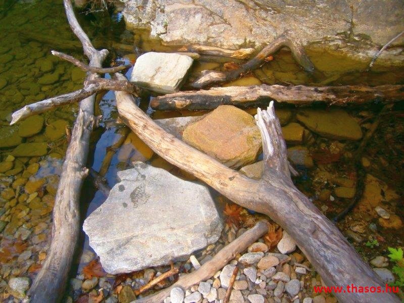 Az öreg falu, a vén platán és a folyók meséje